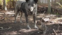 Ce chien a pris sous son aile un bébé chat malade. Adorable