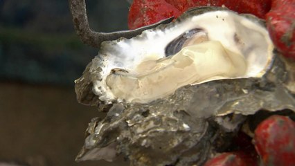 '石花'를 아십니까?...자연산 굴구이 드시러 오세요! / YTN