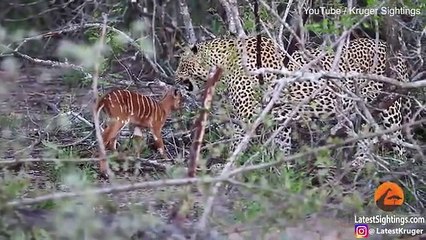 Baby buck headbutts a leopard as it attempts to escape the predator