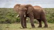 El elefante se enfada y de un meneo manda a la turista a hacer gárgaras