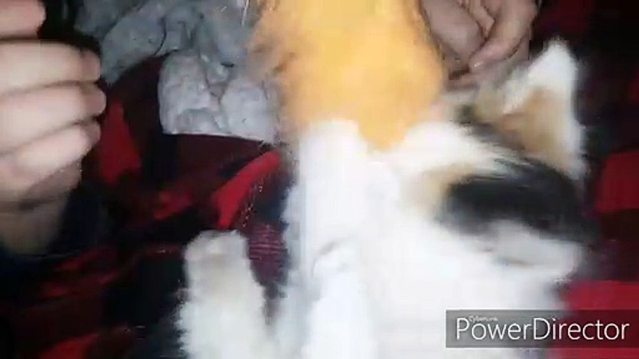 Adorable Kitten video