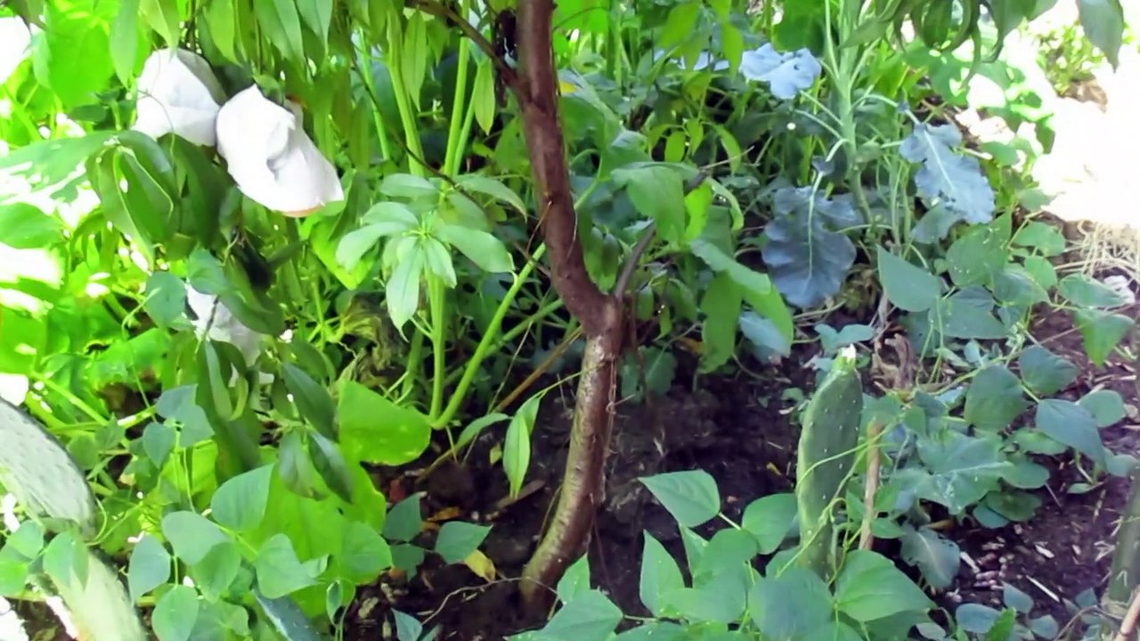 TASTING A WHITE PEACH I GREW FROM SEED