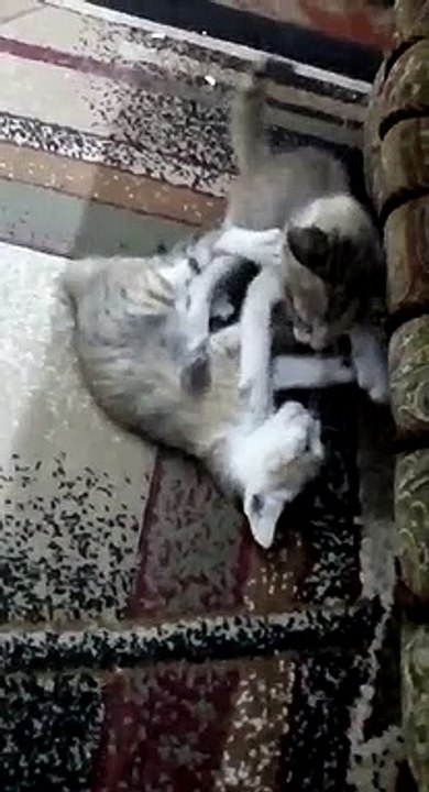 Wrestling between two Kittens