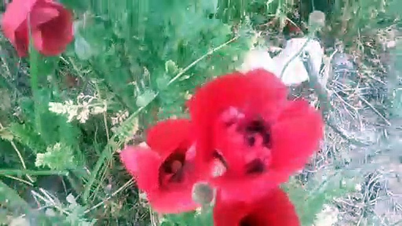 Gelincik çiçeği bitkisi otunun faydaları gelincik çiçeği otu çayının yararları nelerdir