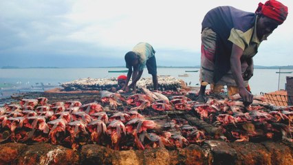 Planet SOS: Fishermen say fish are disappearing
