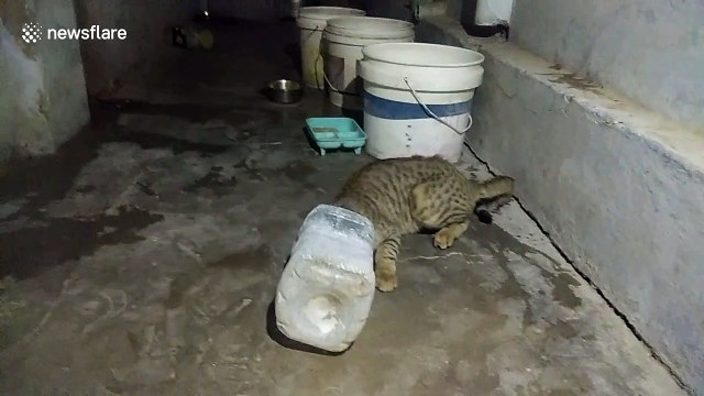 Cat rescued three hours after getting head stuck in sugar jar