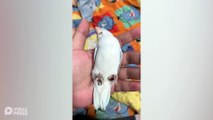 Pet Forpus Bird Plays Dead In Owner's Hand