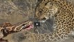 Lucha a muerte entre el  leopardo y la serpiente pitón... ante el pavor de los turistas