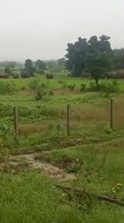 Elephant Attack