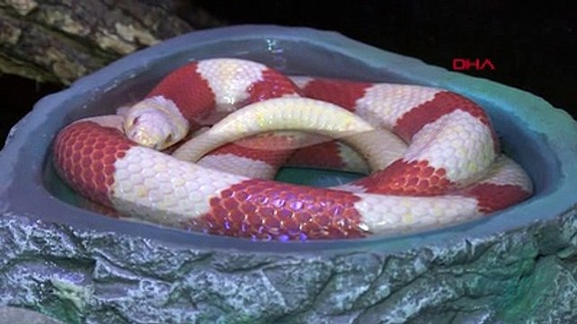 Dünyanın en zehirli hayvanı akvaryumda sergilendi