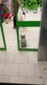 Cat Waits Patiently in Store Doorway