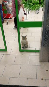 Cat Waits Patiently in Store Doorway