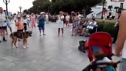 9 Yıldır, Boğulan Dostunun Geri Dönmesini Bekleyen Köpek: Kırım’ın Haçiko’su