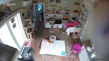 Cat Discovers the Security Camera