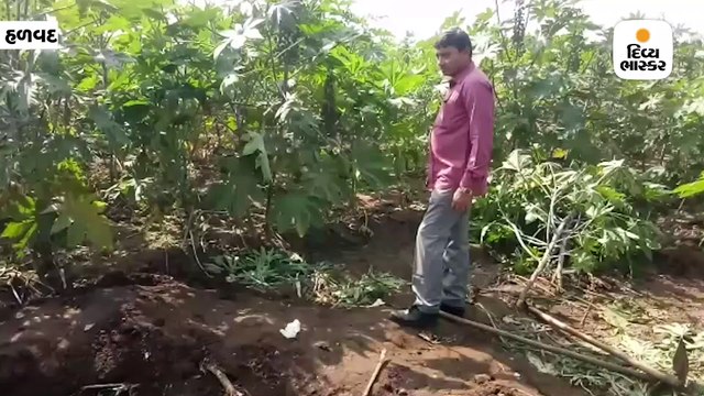 હળવદના માથક ગામની સીમમાં ખેતરમાં દાટેલી હાલતમાં 40 વર્ષીય વ્યક્તિની લાશ મળી