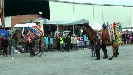 Söke'de deve güreşi festivali yapıldı