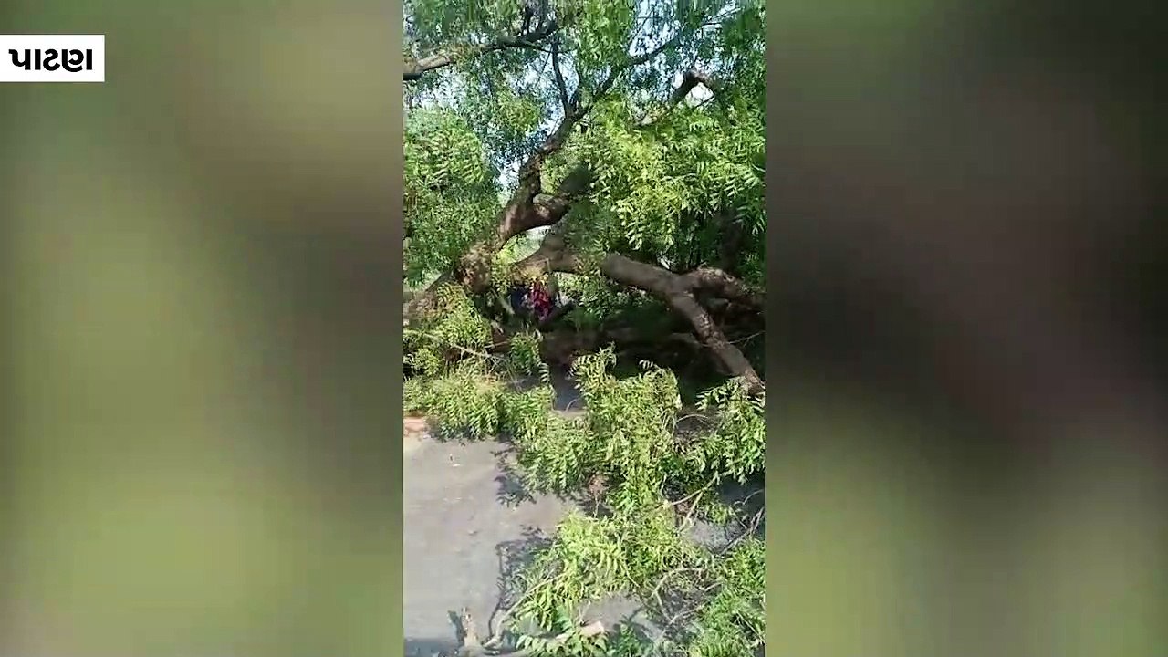 પાટણમાં 100 વર્ષ જૂના 270 લીમડા કપાતાં બચાવા પર...