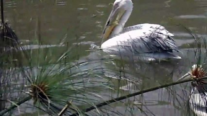 Un pélican gobe un canard sous les yeux des touristes