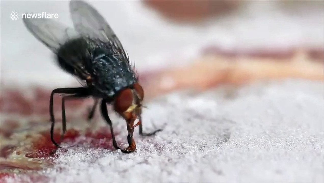 Cette mouche se retrouve avec la langue collée sur une glace