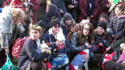 World record attempt for most dogs in Christmas jumpers