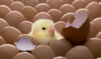 Comer huevos con frecuencia es muy saludable