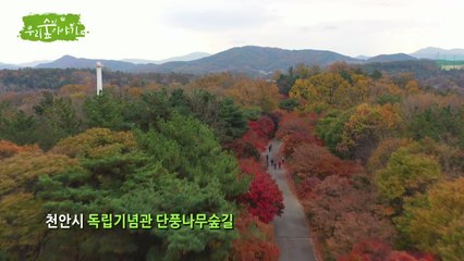 [삼삼오오 우리 숲 이야기] 단풍나무, 구기자나무 / YTN