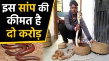 2 crore के इस snake के साथ 8 smugglers गिरफ्तार | वनइंडिया हिंदी