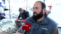 Adana-balıkçıların yeni kabusu insan yüzlü sapan balığı