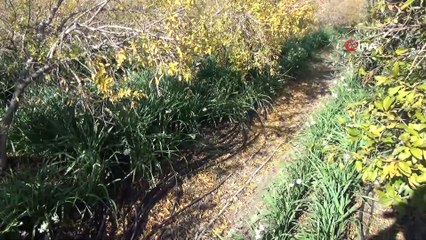 Kışta baharı yaşatan nergis çiçekleri çiftçinin gelir kapısı oldu