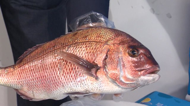 일본산을 국내산 참돔으로 속여 판 횟집 적발 / YTN