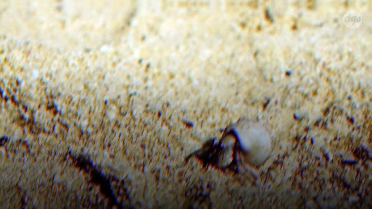 Des centaines de milliers de bernard-l'hermite meurent à cause de la pollution plastique