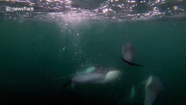 Pod of dolphins swim and breach in front of boat off California's coast