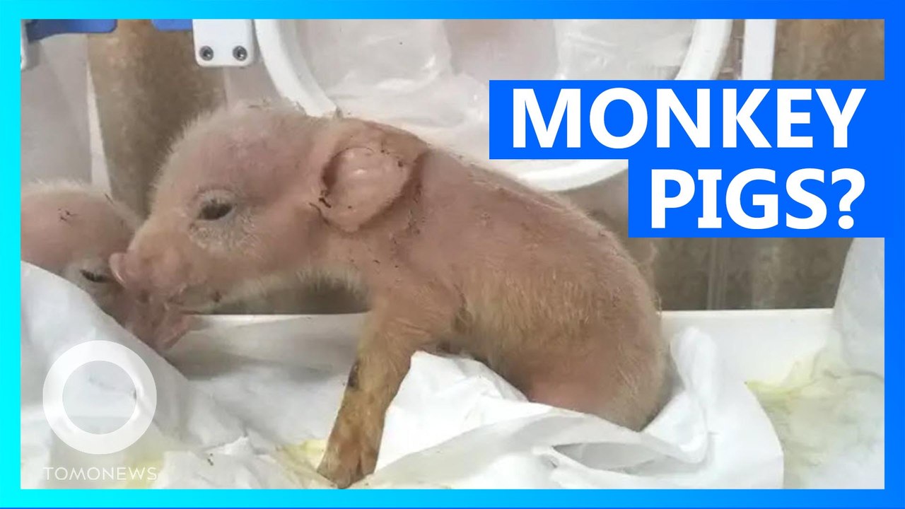 Two piglets containing monkey DNA born in Chinese laboratory