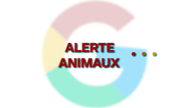 Vous pouvez adopter neuf chiots qui ont été nommés comme les rennes du Père Noël