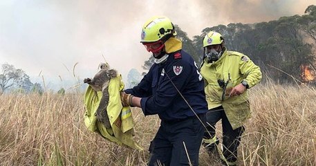 «Il y aura un déclin continu des populations de koalas» à la suite des feux de forêts selon un expert