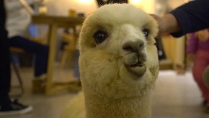 Baby alpacas in Chinese restaurant bring joy to customers