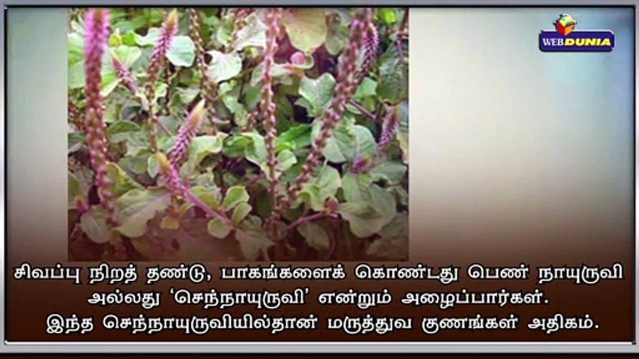 கண்ணாடியை அறுக்கும் தன்மை கொண்ட நாயுருவி மூலிகை...!!