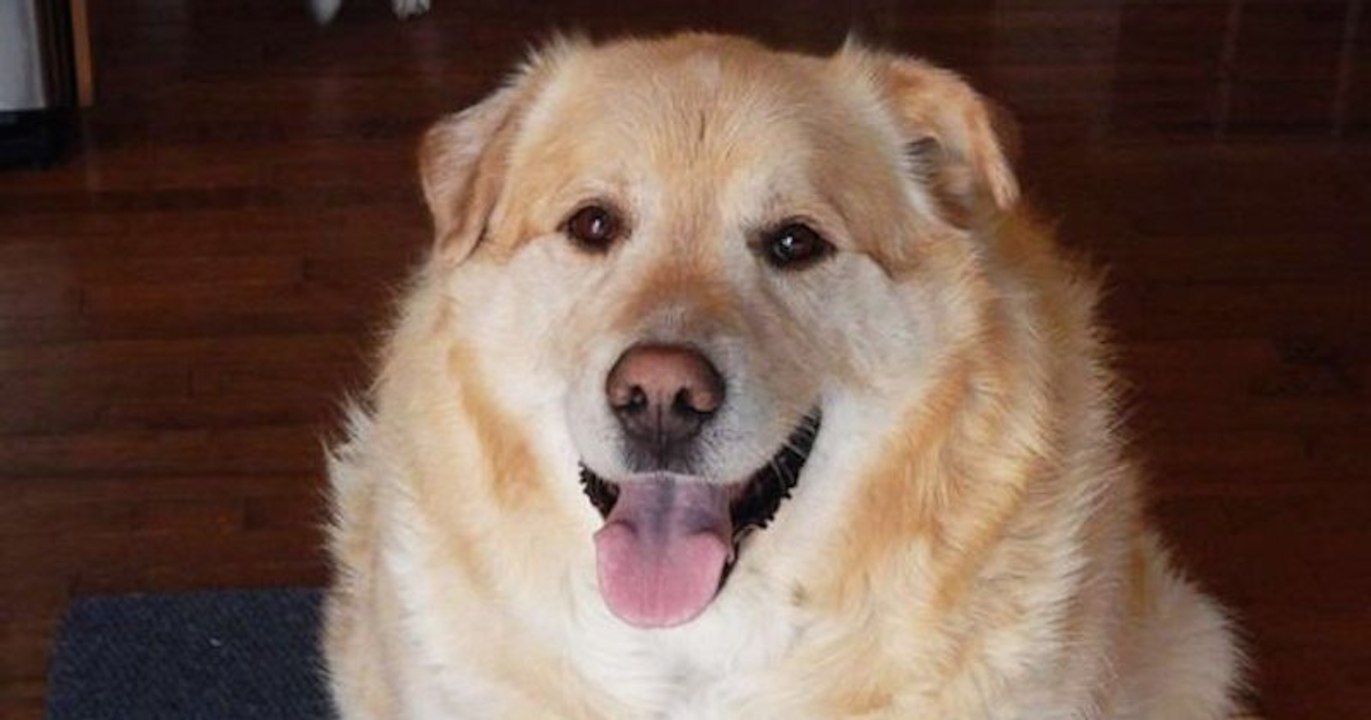 This Is Kai, un labrador de 80 kilos qui va perdre la moitié de son poids
