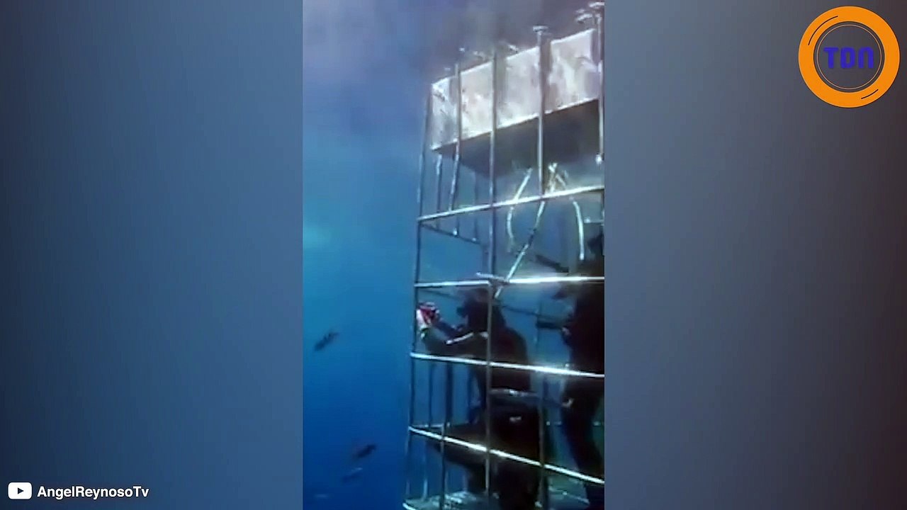 Un requin trouve la mort en voulant entrer dans une cage de plongeurs