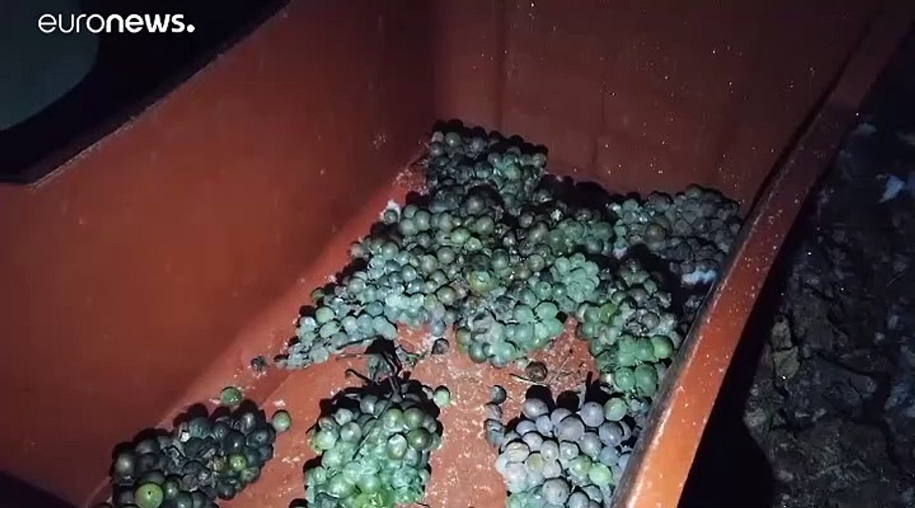 Wein aus gefrorenen Trauben: Eiswein Chaudelune