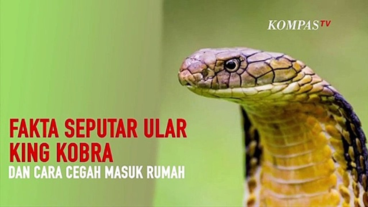 Fakta Seputar Ular King Kobra dan Cara Cegahnya...
