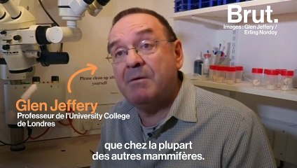 Pourquoi les yeux des rennes changent de couleur en hiver ?