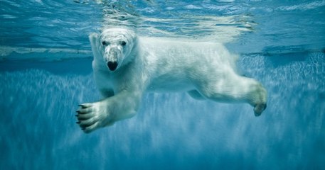 Après avoir été refusée à la déchetterie, la dépouille d'un ours polaire aurait été tronçonnée au Zoo d'Amnéville