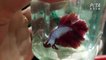 Watch: Undercover Peta Video Reveals ‘Horrendous Neglect' Of Betta Fish At Breeding Farms