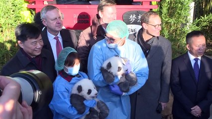 下载视频: Zoológico de Berlim apresenta dois filhotes gêmeos de panda