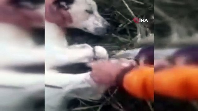 Vicdansızlığı bu kadarı, köpekleri çuvala koyup ölüme terk ettiler