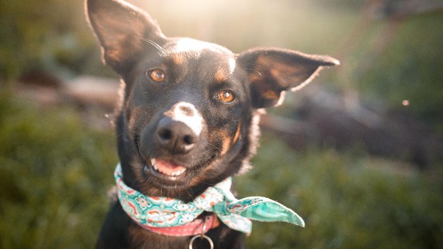 The Most Popular Dog Names in 2019 Include References to 'Game of Thrones,' Taylor Swift, and Marijuana