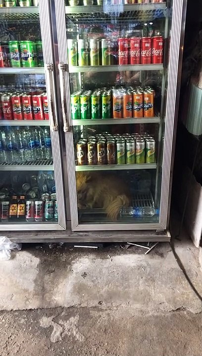 Smart Dog Keeping Cool