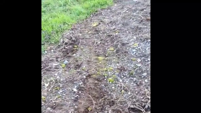 ATV Rider Attempts A Wheelie And Fails