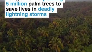 Bangladesh is planting 5 million palm trees